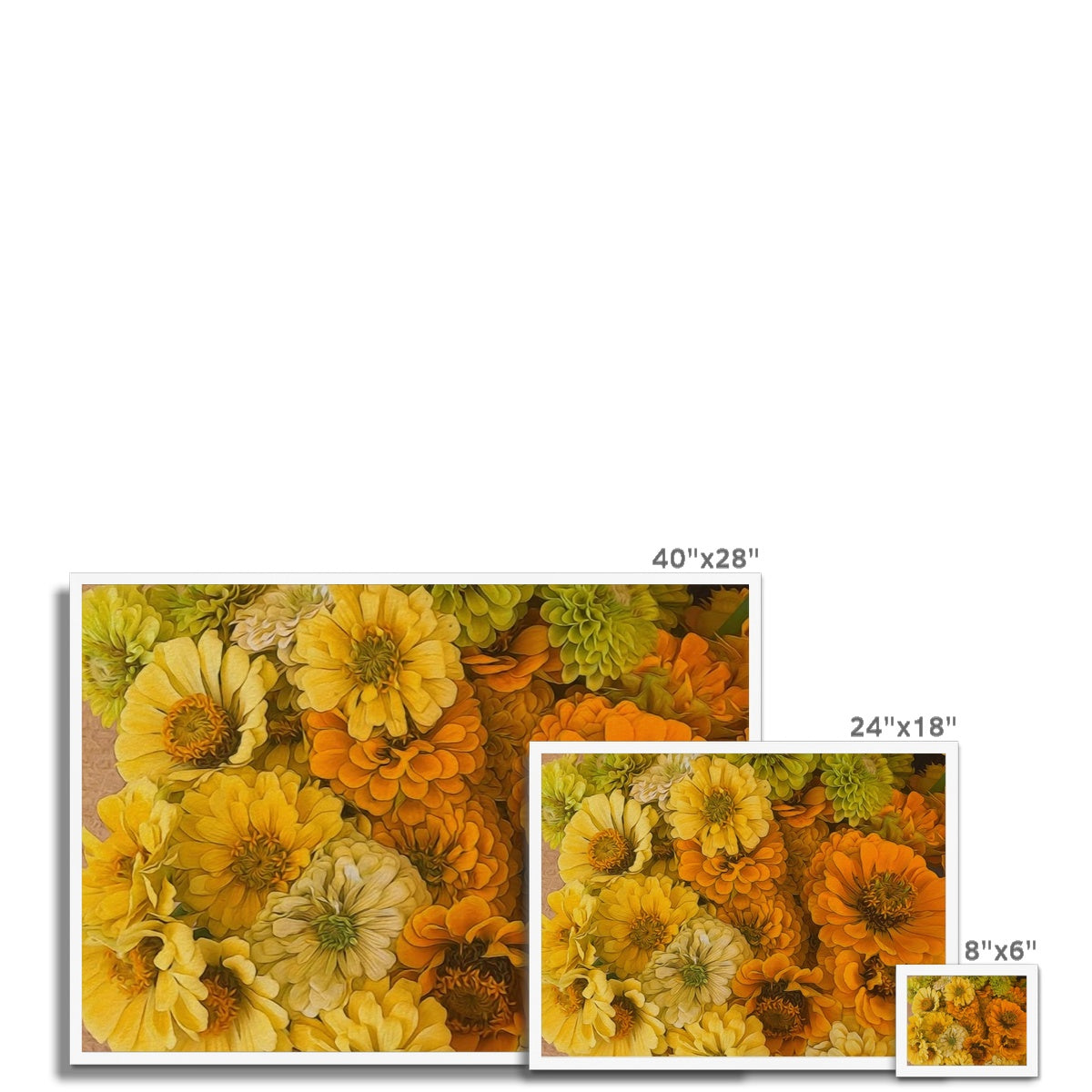 Yellow Zinnias Framed Print