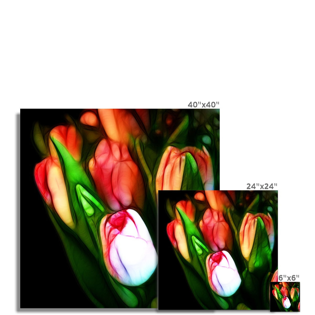 Pink Tulips Hahnemühle Photo Rag Print
