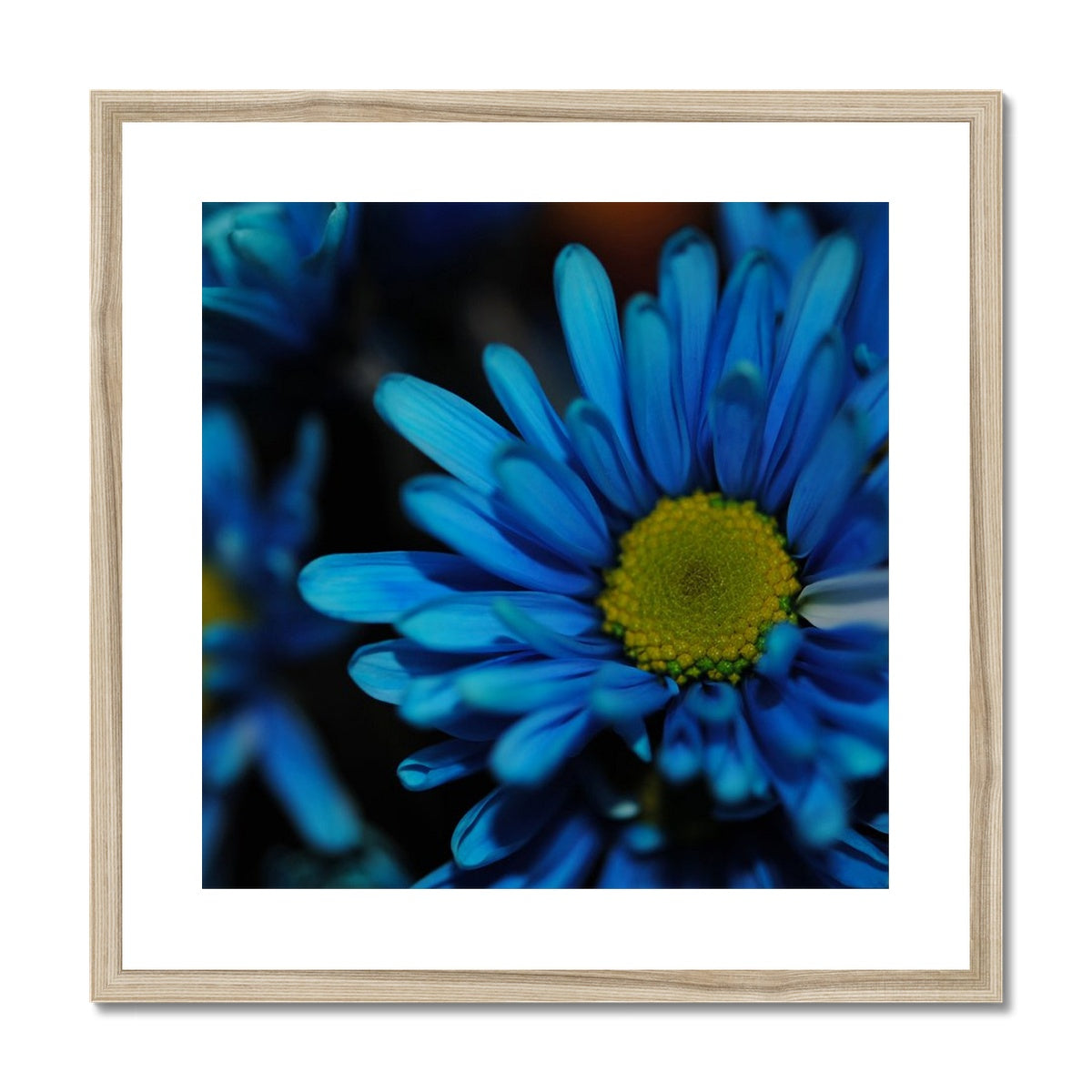 Blue Daisy Framed & Mounted Print