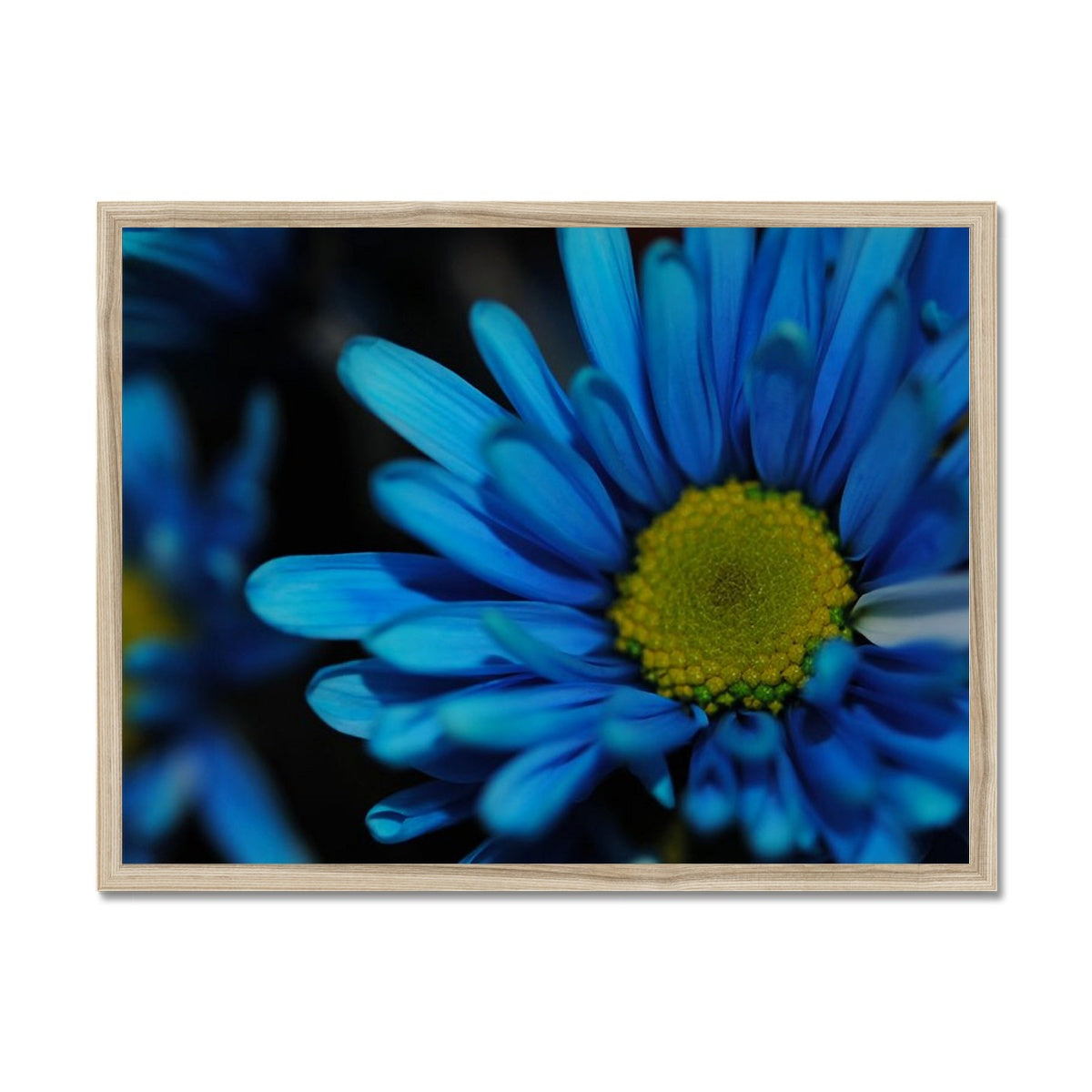 Blue Daisy Framed Print