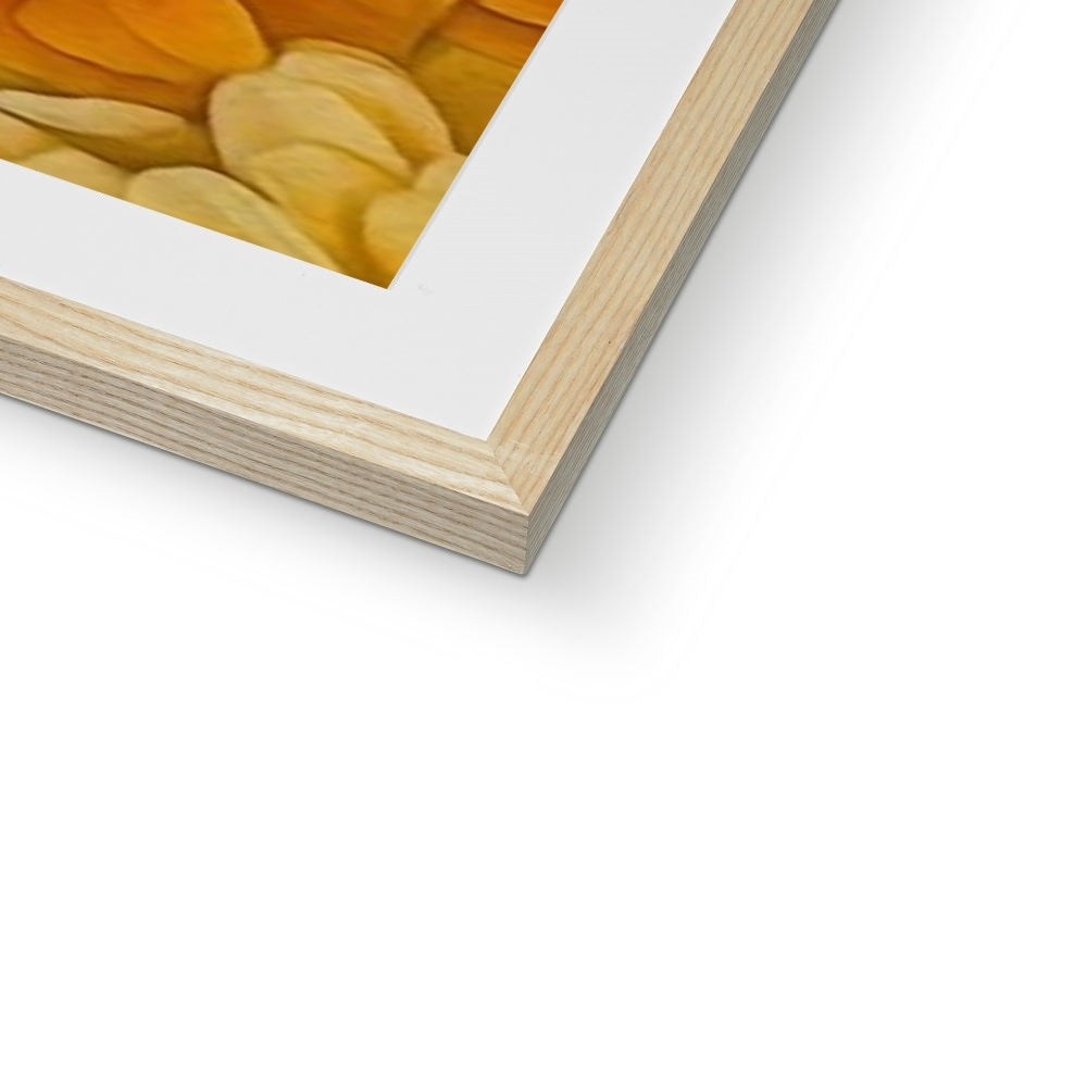 Yellow Zinnias Framed & Mounted Print