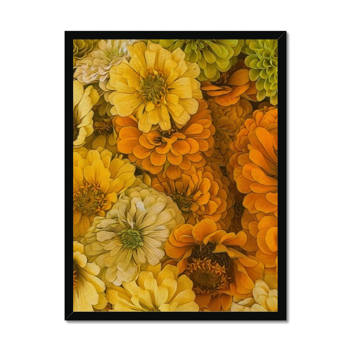 Yellow Zinnias Framed Print