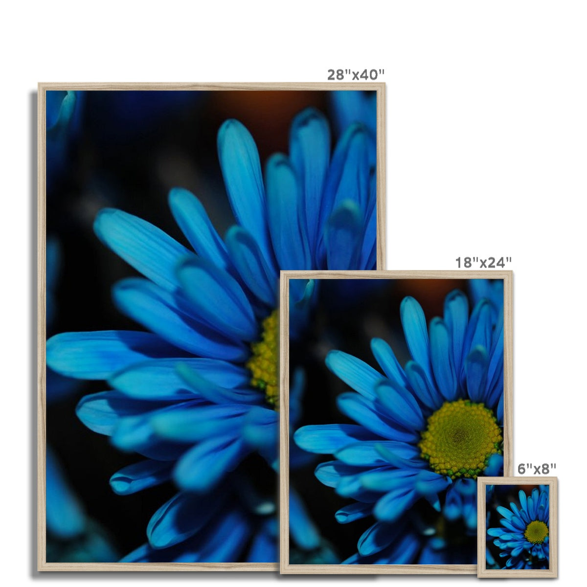 Blue Daisy Framed Print
