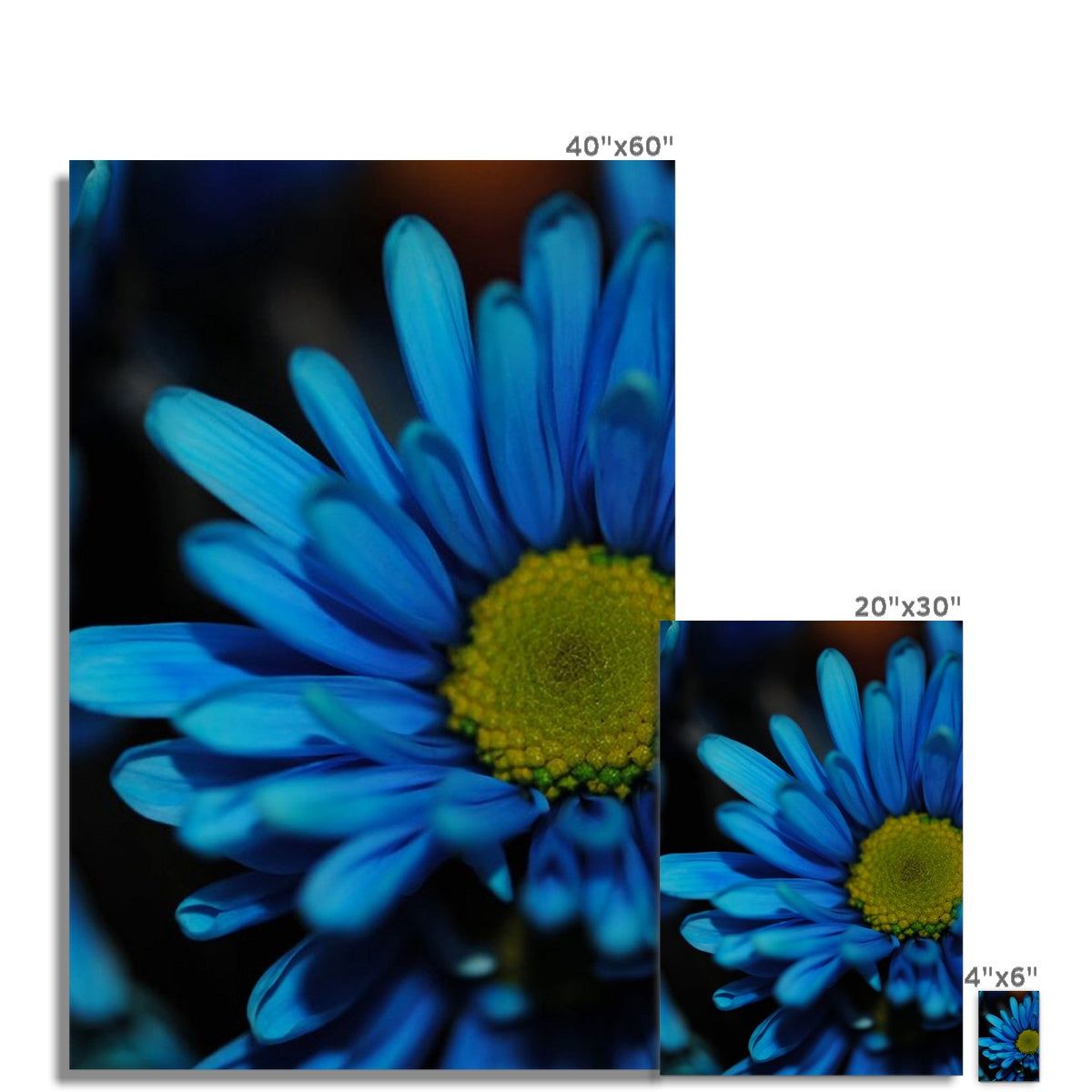 Blue Daisy Hahnemühle Photo Rag Print