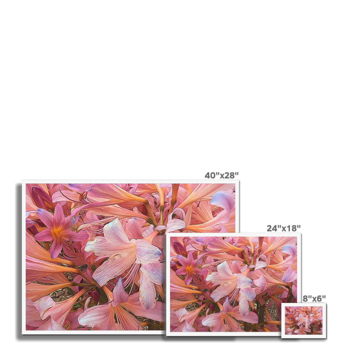 Pink Amaryllis Framed Print