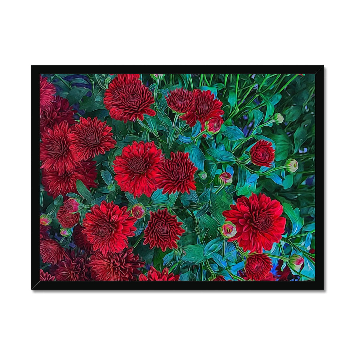 Red Mums Framed Print
