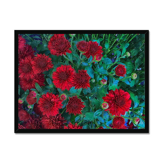 Red Mums Framed Print