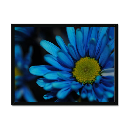 Blue Daisy Framed Print