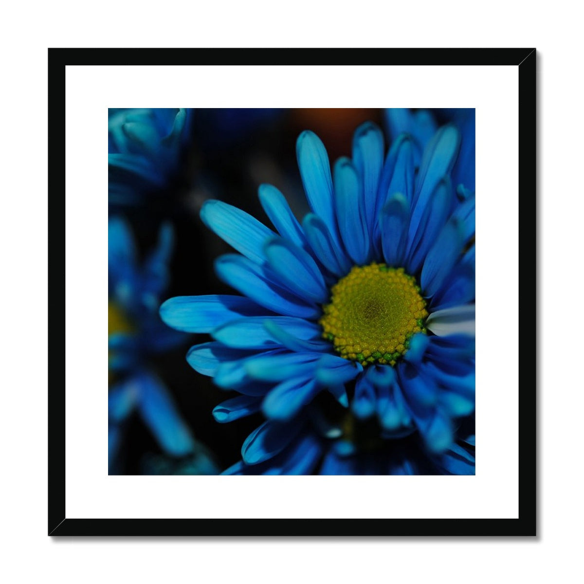 Blue Daisy Framed & Mounted Print