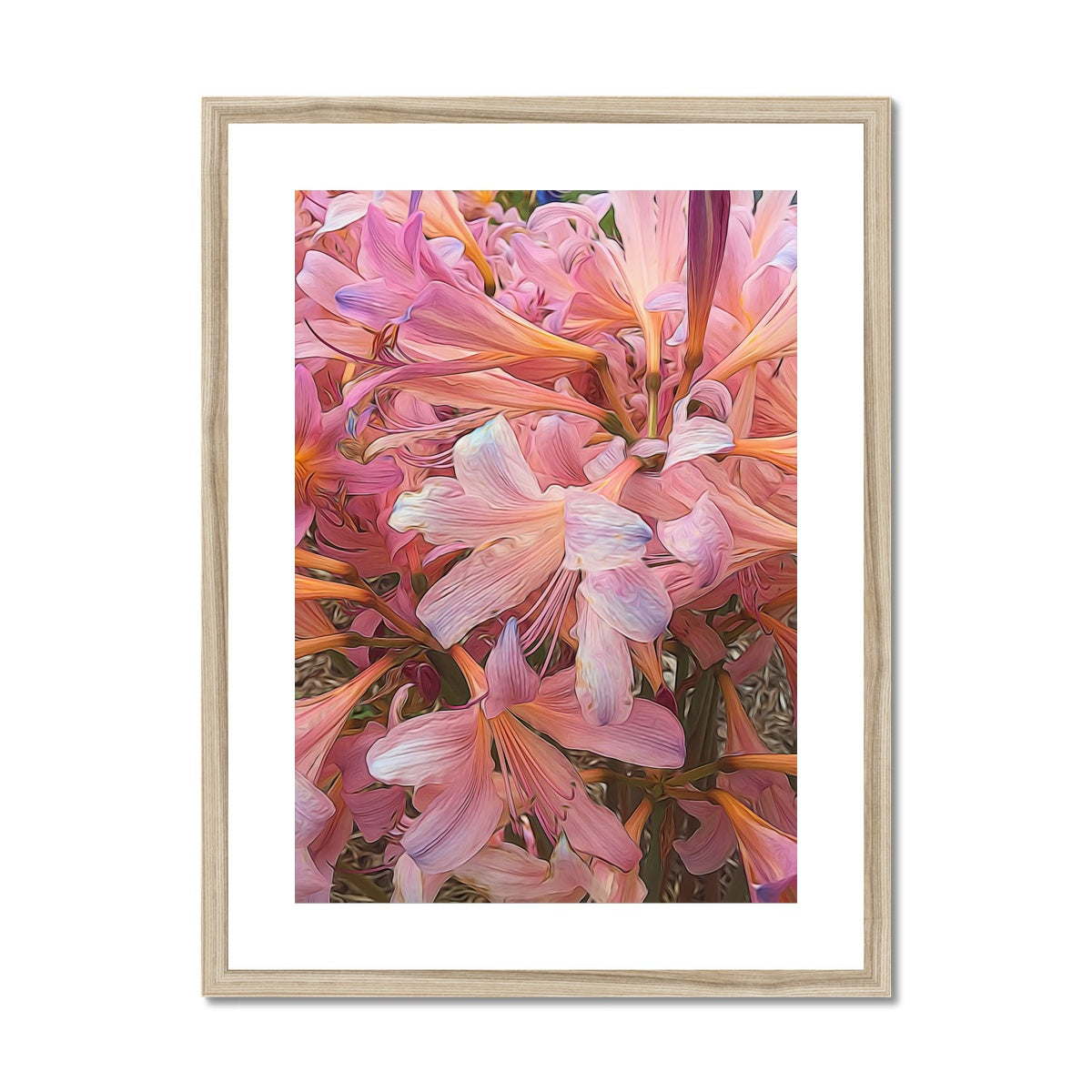 Pink Amaryllis Framed & Mounted Print