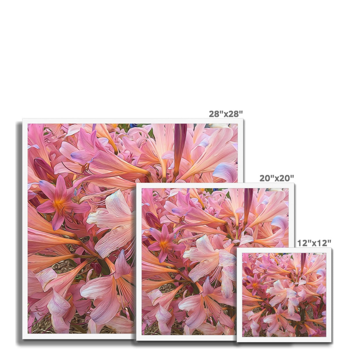 Pink Amaryllis Framed Print