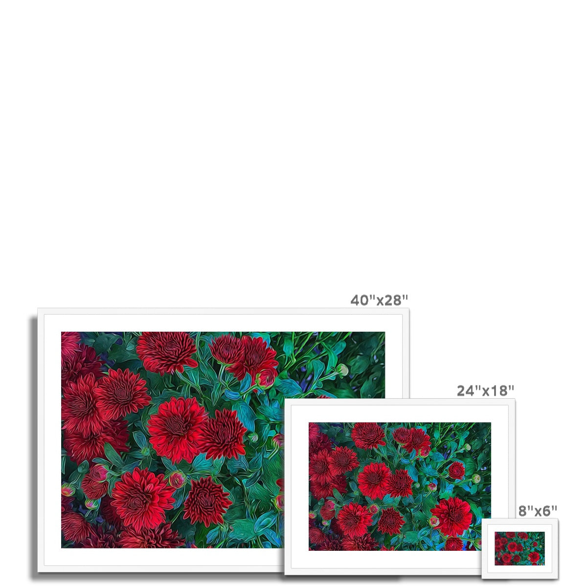 Red Mums Framed & Mounted Print