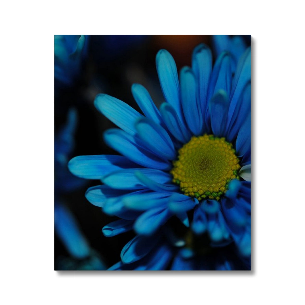 Blue Daisy Canvas