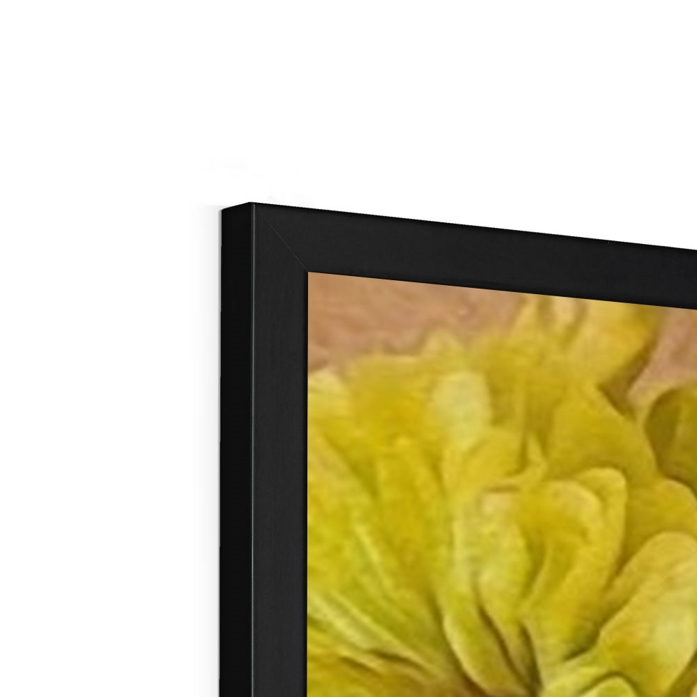 Yellow Zinnias Framed Print