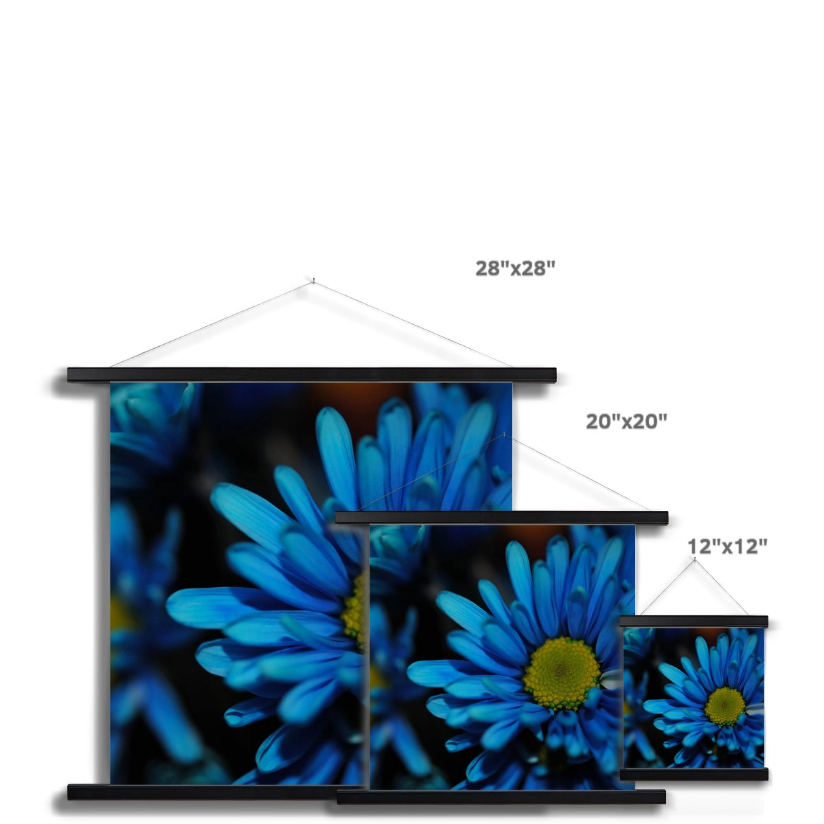 Blue Daisy Fine Art Print with Hanger
