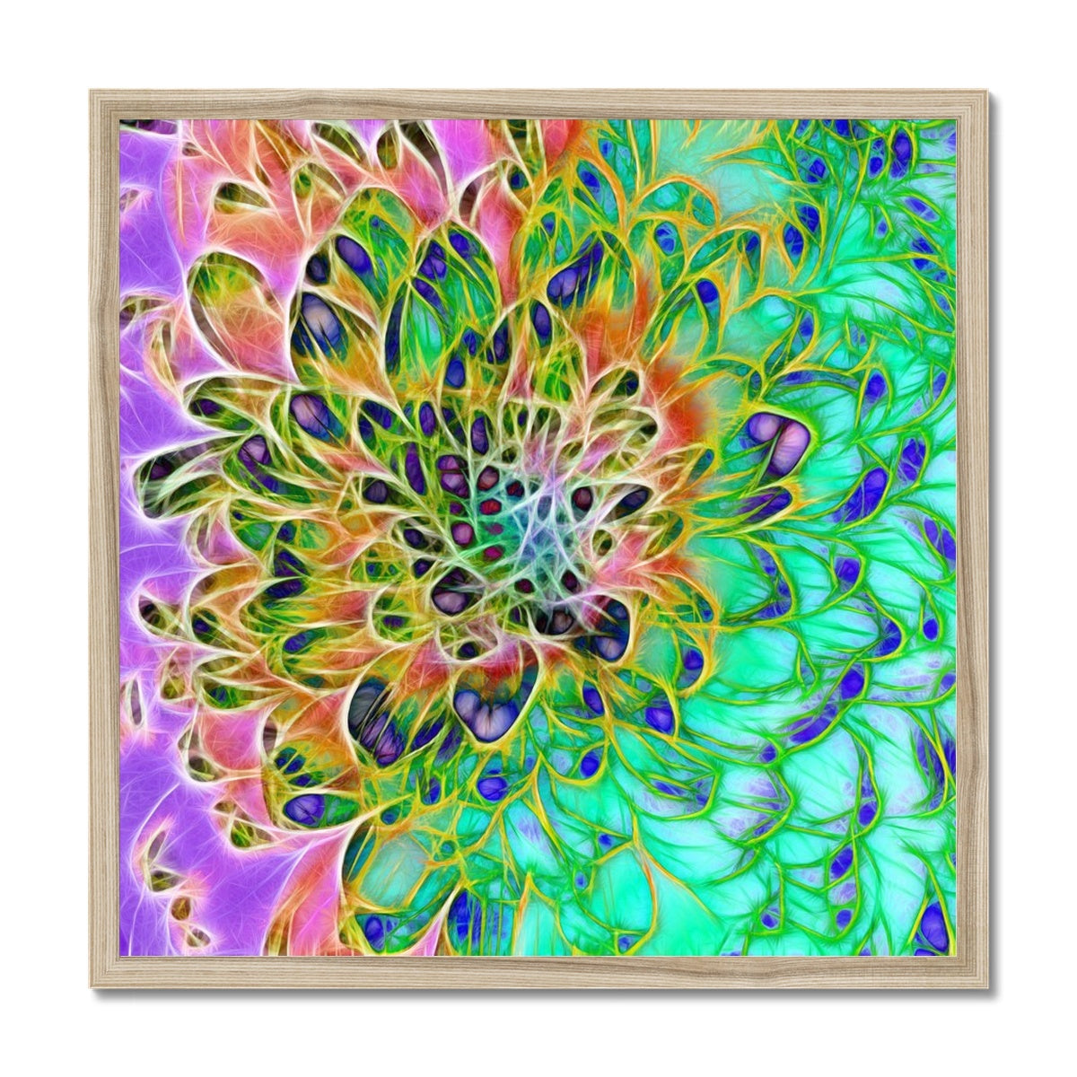 Abstract Peacock Chrysanthemum Framed Print
