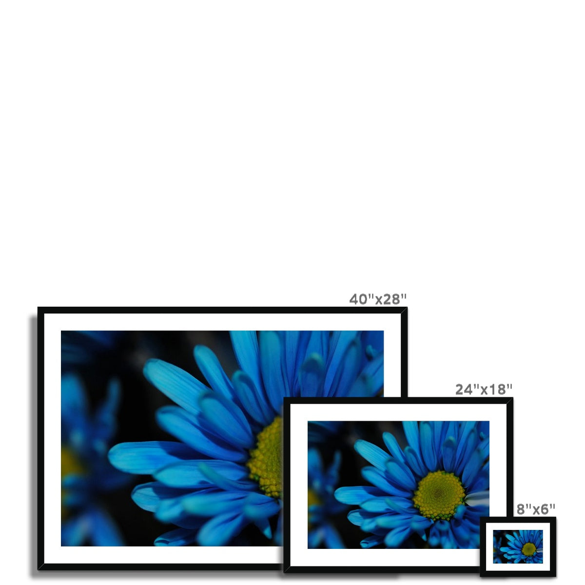 Blue Daisy Framed & Mounted Print