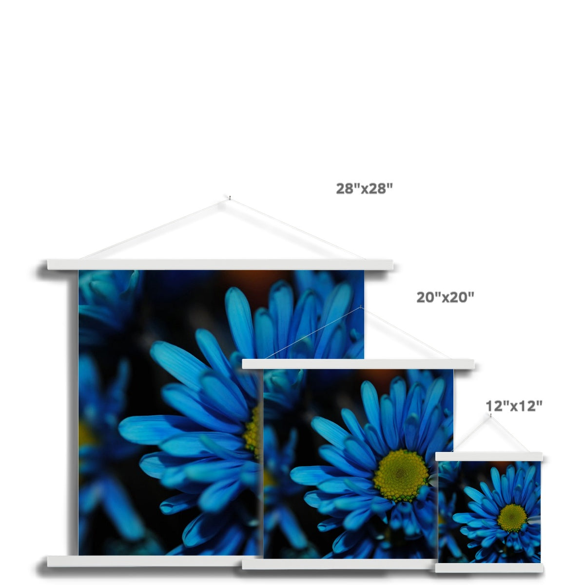 Blue Daisy Fine Art Print with Hanger
