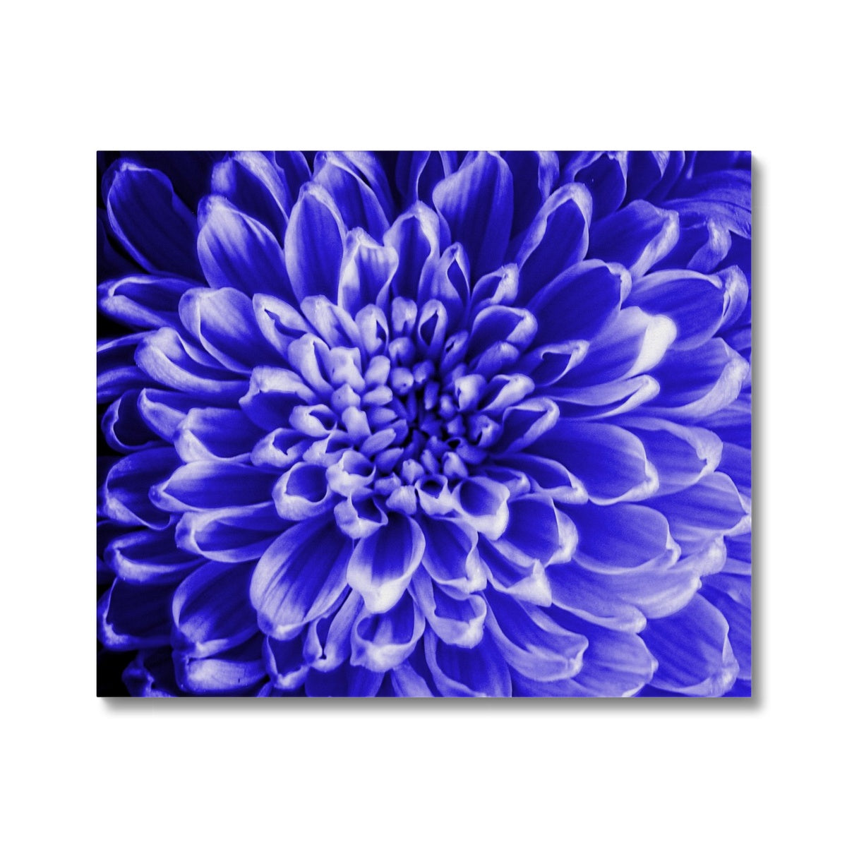 Blue Chrysanthemum Canvas