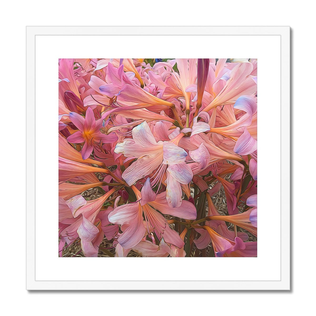 Pink Amaryllis Framed & Mounted Print