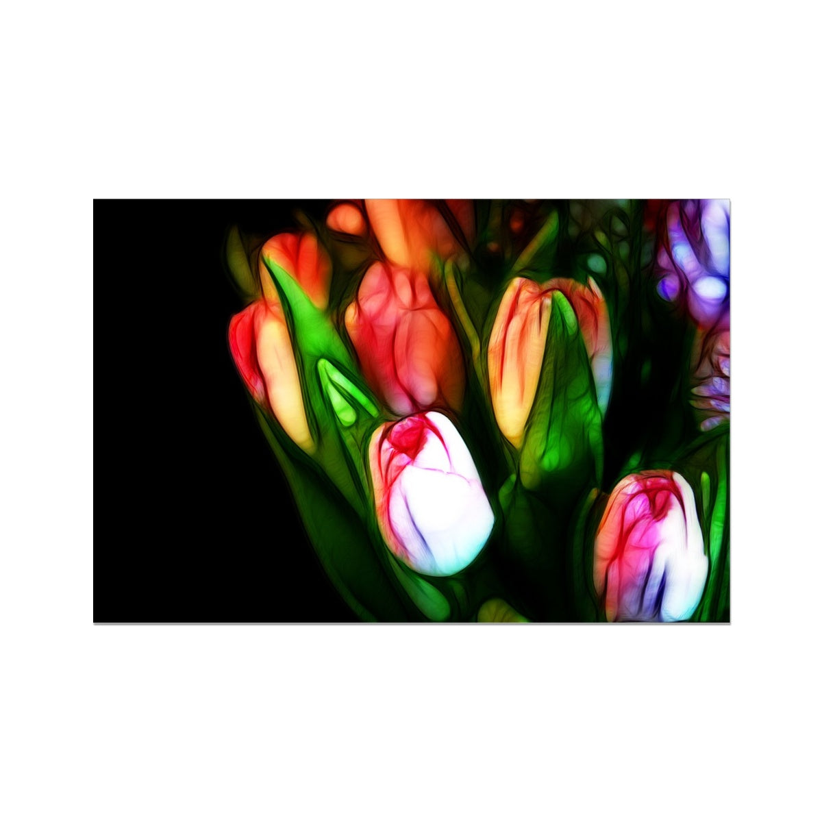 Pink Tulips Hahnemühle Photo Rag Print