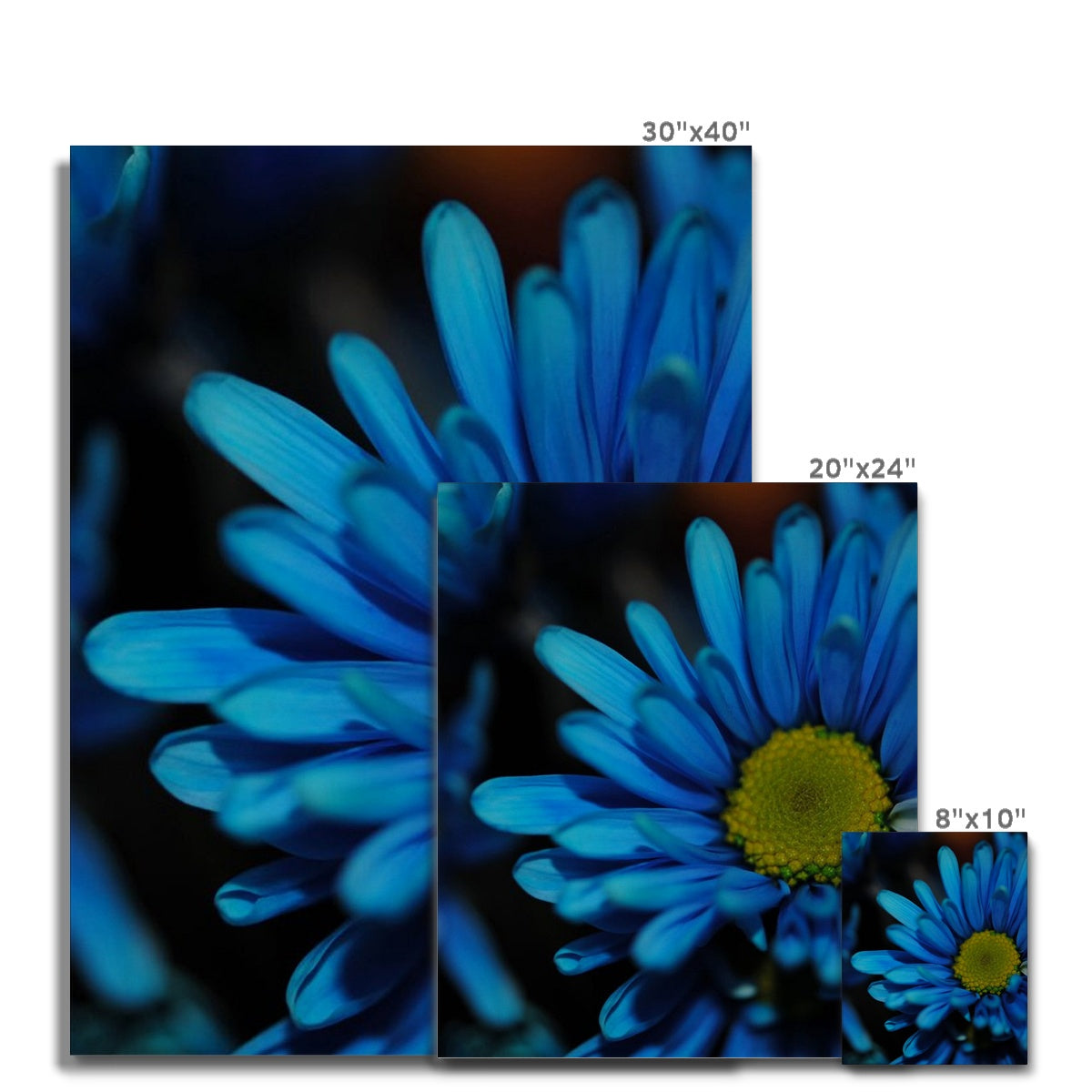 Blue Daisy Canvas