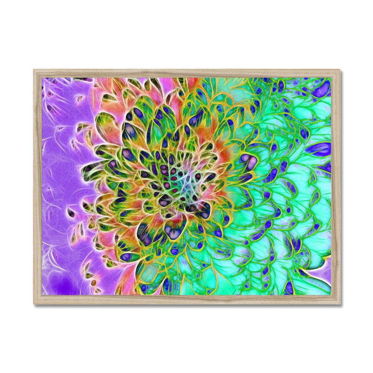 Abstract Peacock Chrysanthemum Framed Print