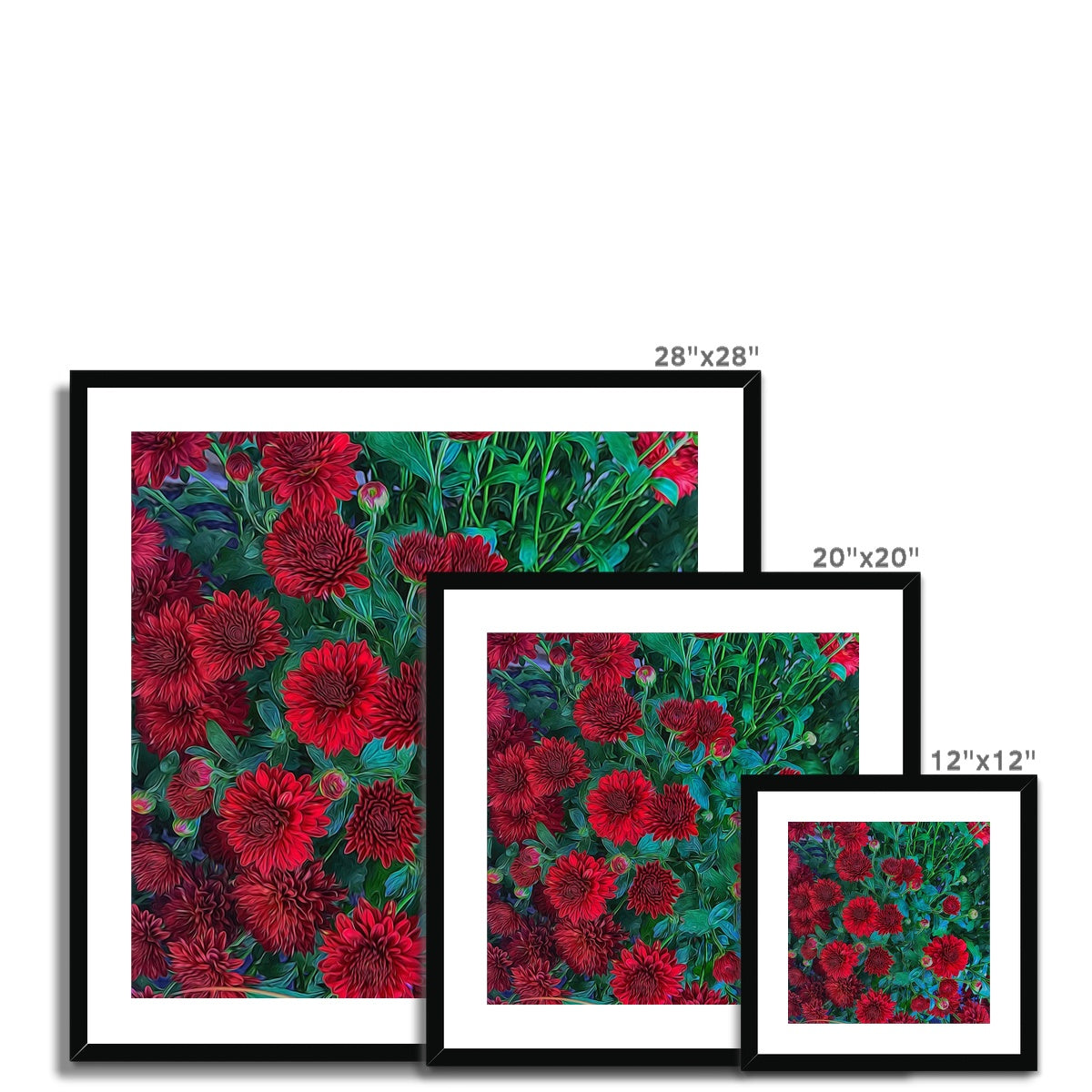 Red Mums Framed & Mounted Print