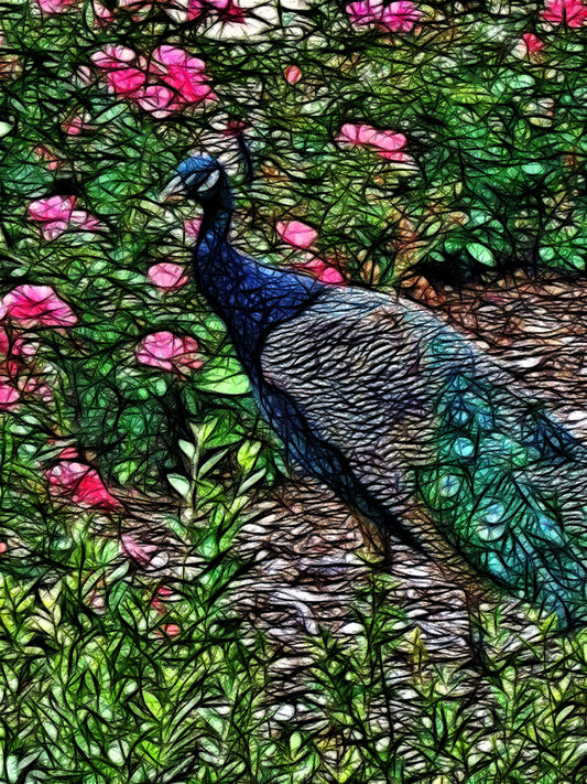Abstract Peacock Digital Image Download