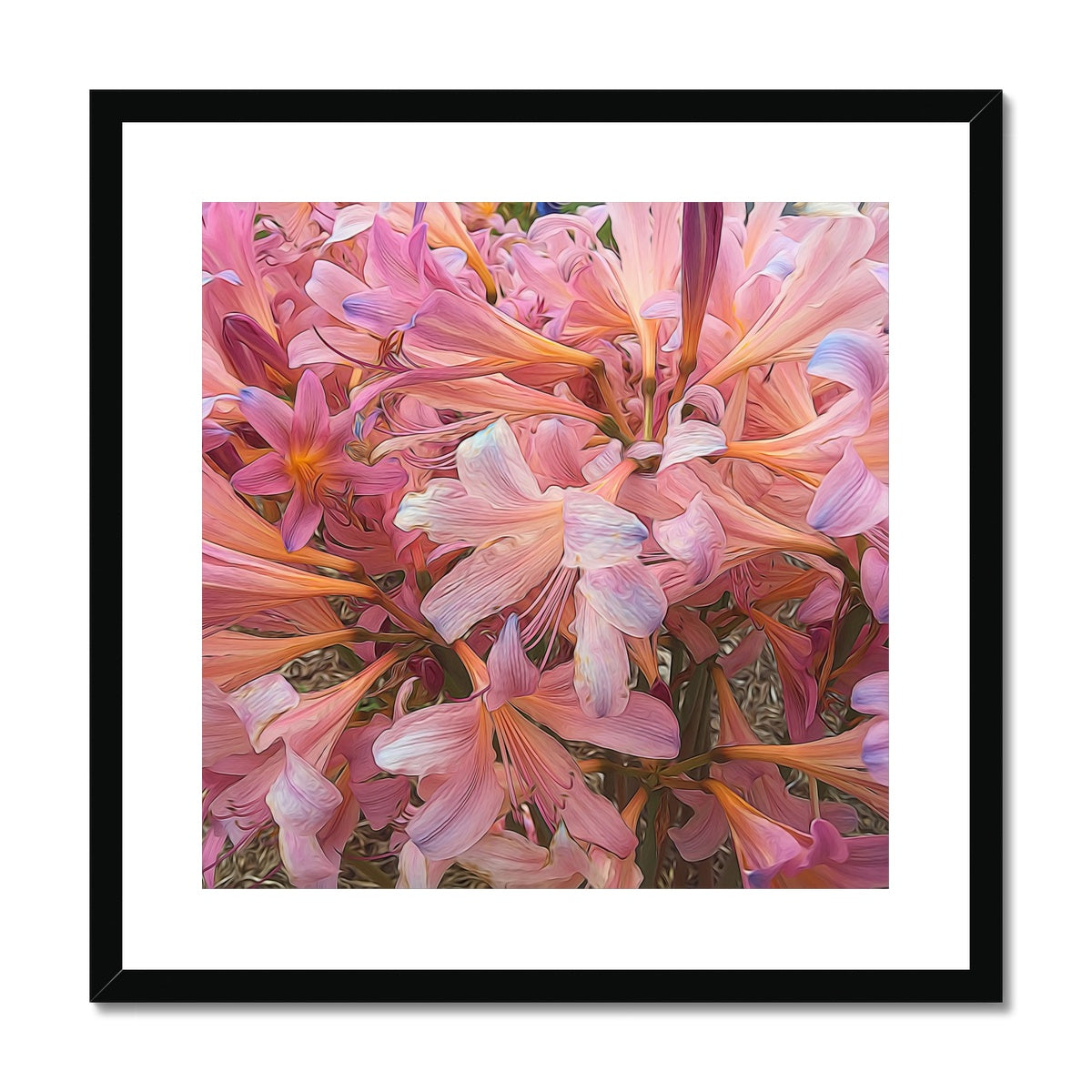 Pink Amaryllis Framed & Mounted Print