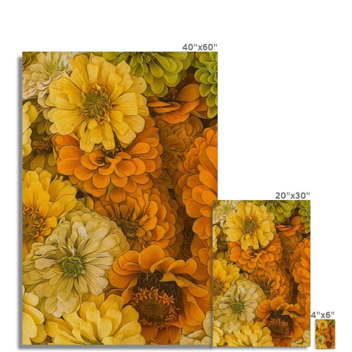 Yellow Zinnias Hahnemühle Photo Rag Print