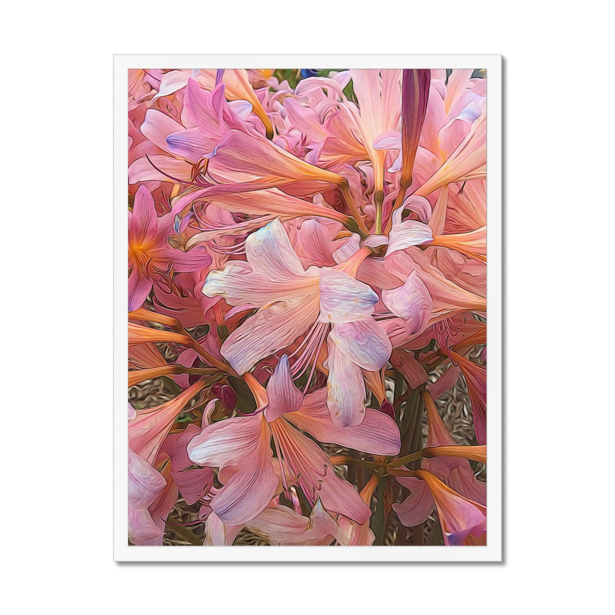 Pink Amaryllis Framed Print