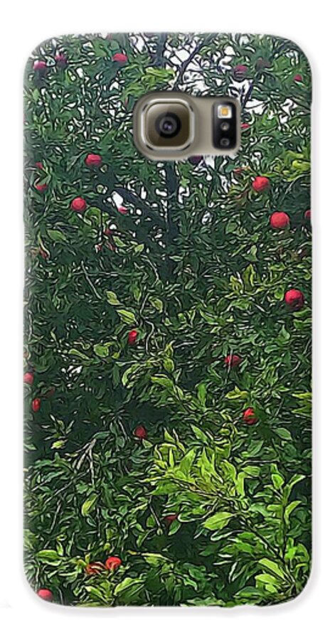 Apple Tree Close Up - Phone Case