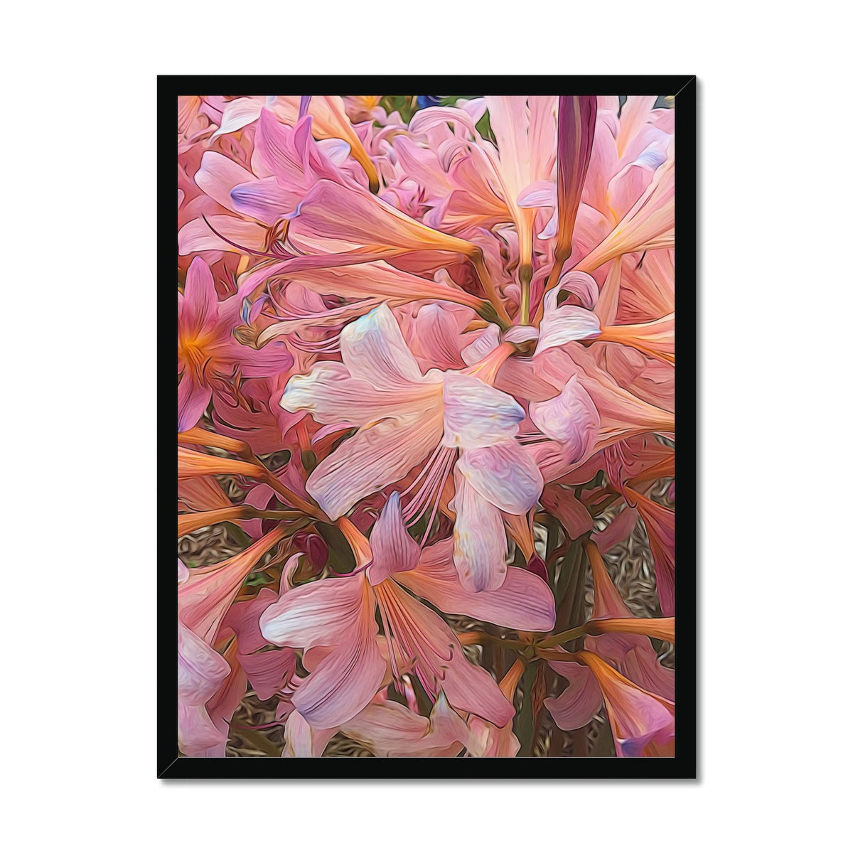 Pink Amaryllis Framed Print