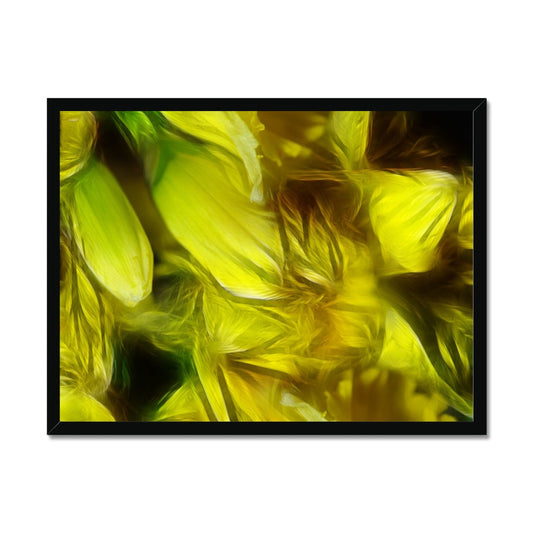 Abstract Yellow Daffodils Framed Print