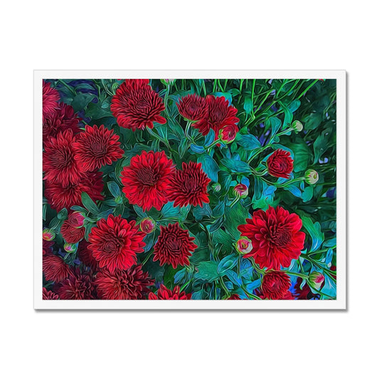 Red Mums Framed Print
