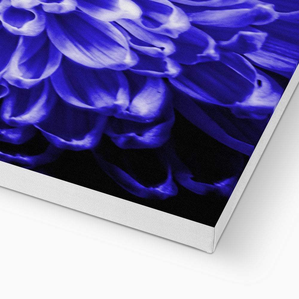Blue Chrysanthemum Canvas