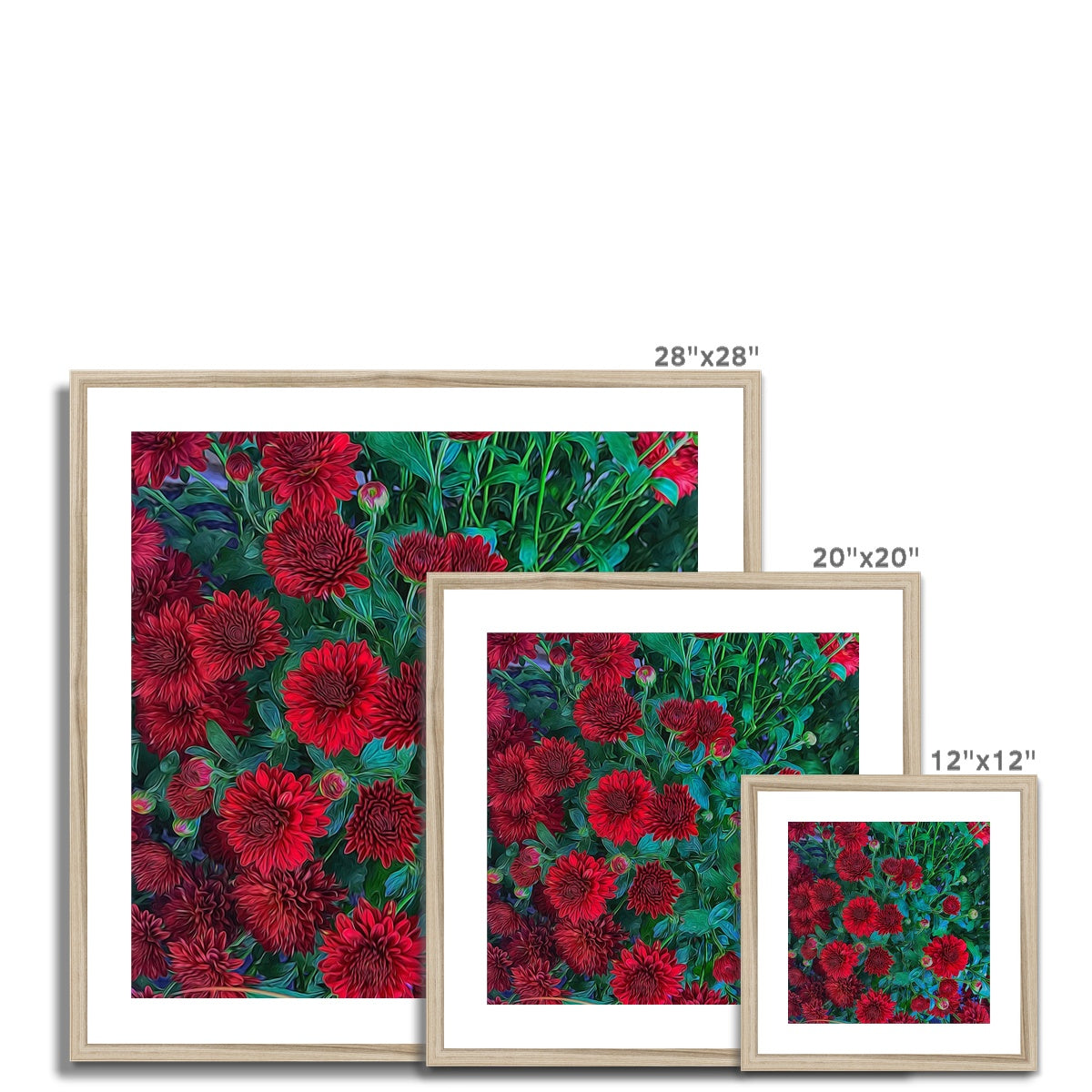 Red Mums Framed & Mounted Print