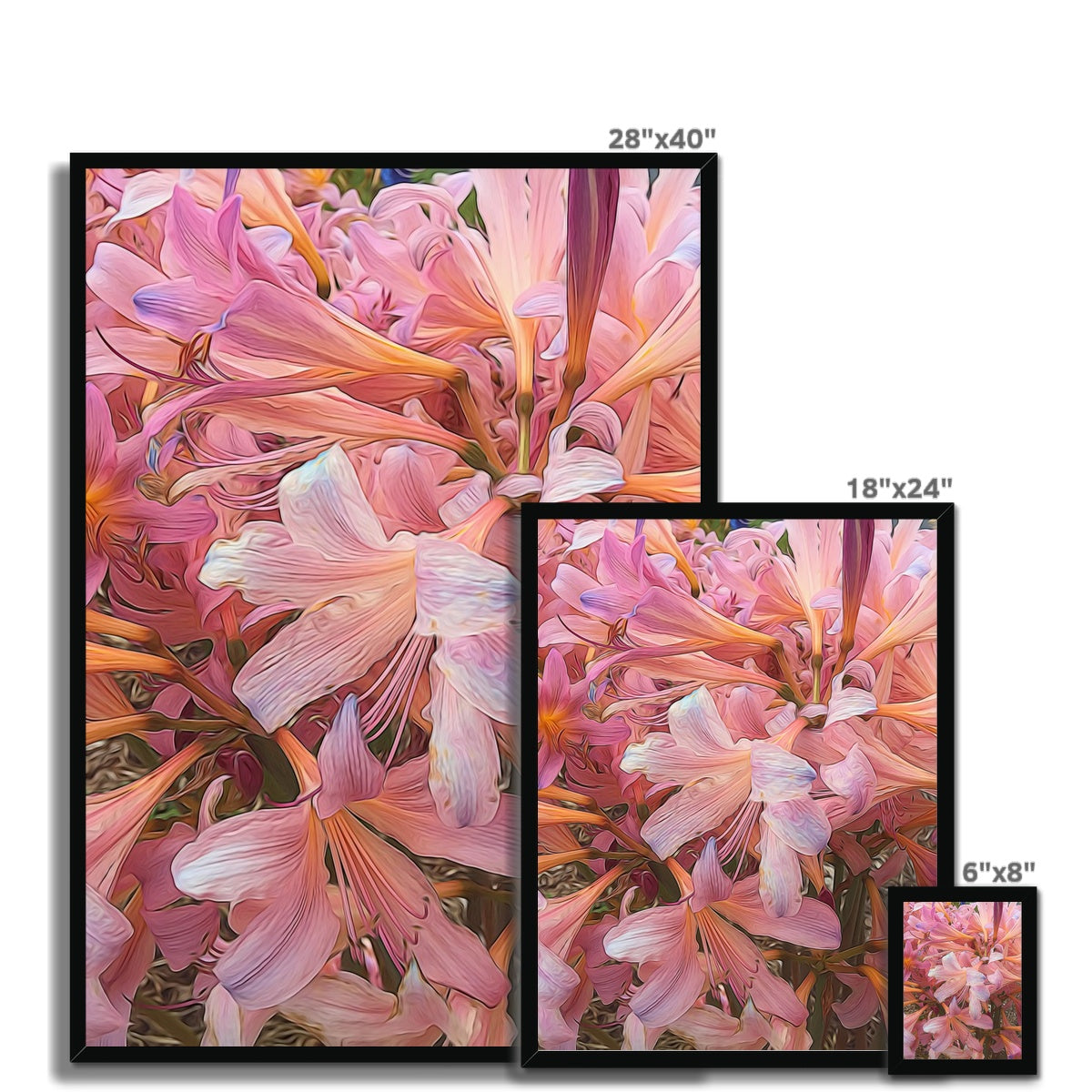 Pink Amaryllis Framed Print