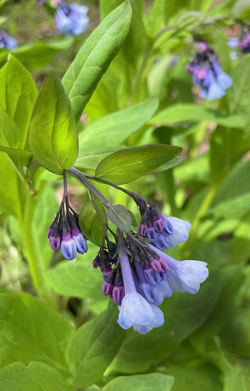Blue and Purple April Wildflowers - Art Print