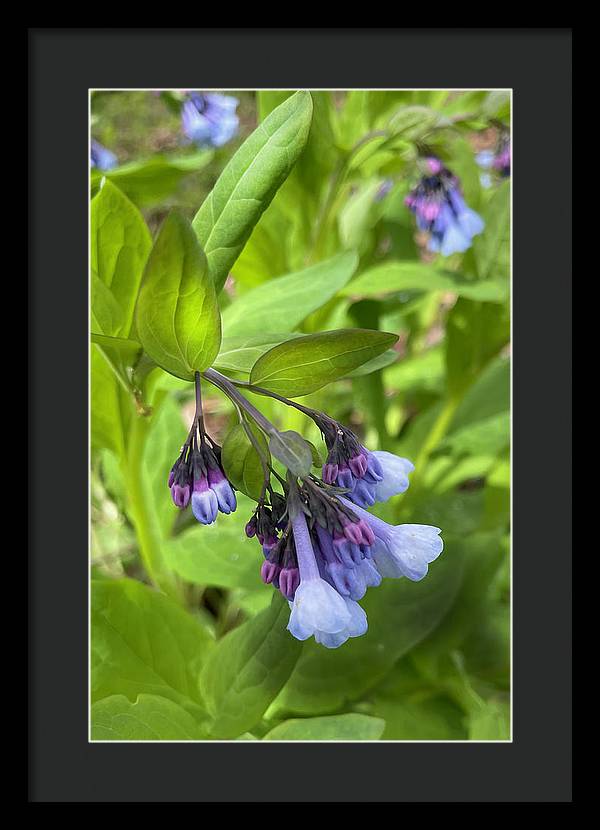 Blue and Purple April Wildflowers - Framed Print