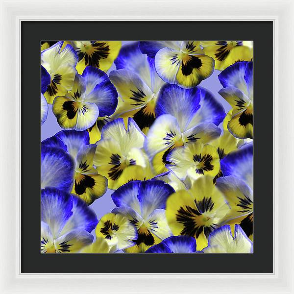 Blue and Yellow Pansies Collage - Framed Print