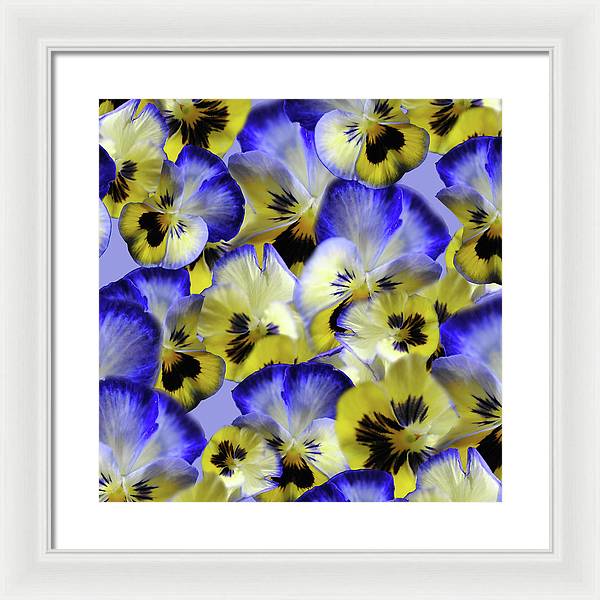 Blue and Yellow Pansies Collage - Framed Print