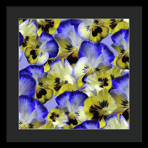 Blue and Yellow Pansies Collage - Framed Print