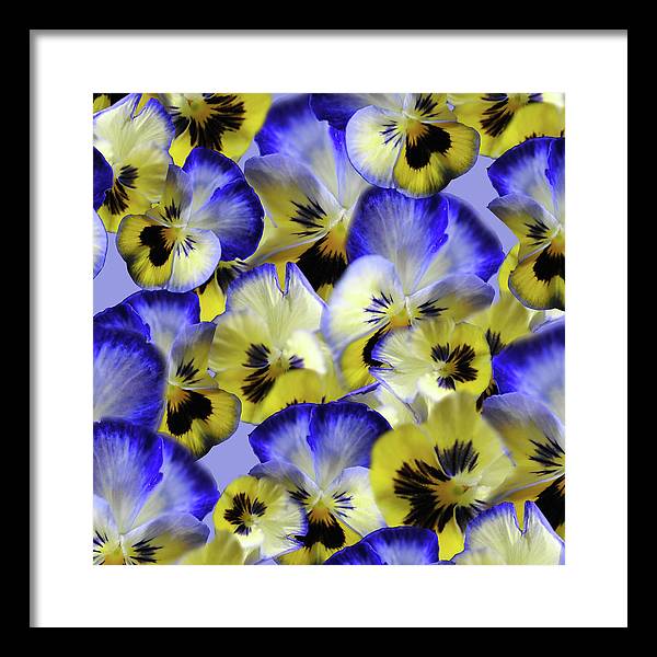 Blue and Yellow Pansies Collage - Framed Print