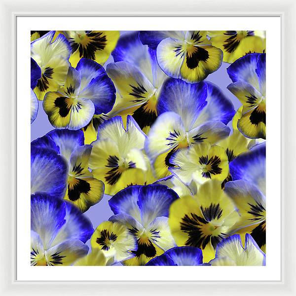 Blue and Yellow Pansies Collage - Framed Print