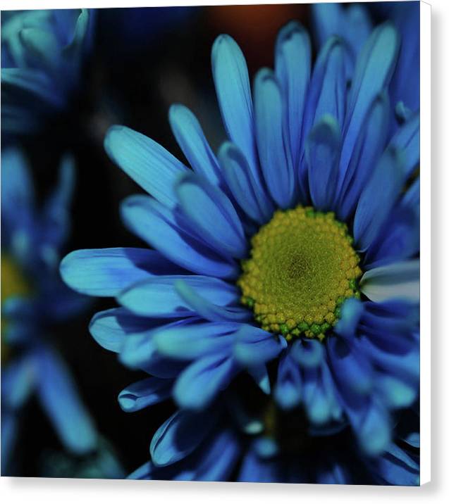Blue Daisy - Canvas Print