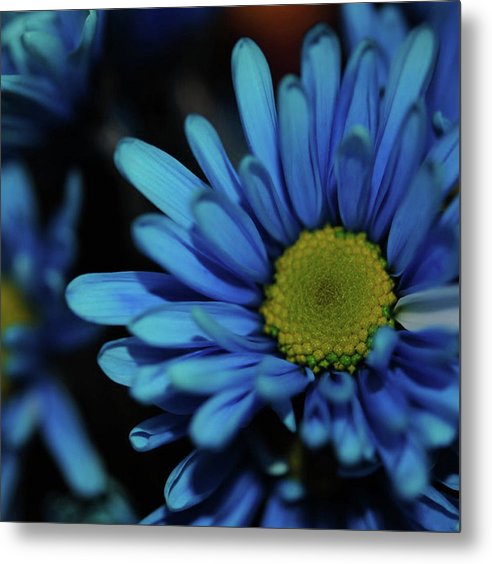 Blue Daisy - Metal Print
