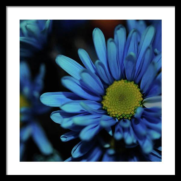 Blue Daisy - Framed Print