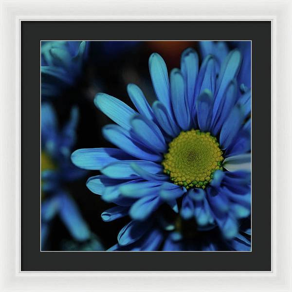 Blue Daisy - Framed Print